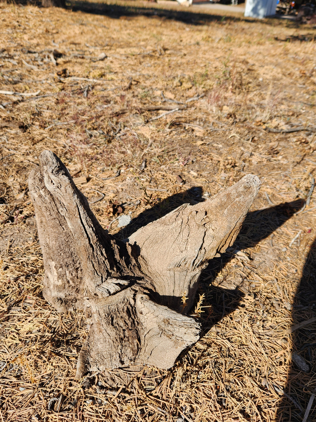 Weathered Oak Chunk