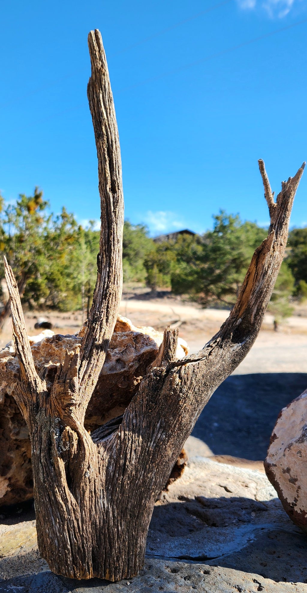 Raw, Sun-bleached Cedar for Crafts and Decor