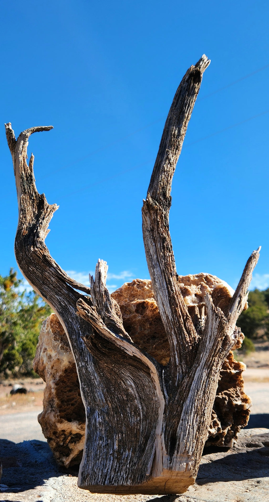 Raw, Sun-bleached Cedar for Crafts and Decor
