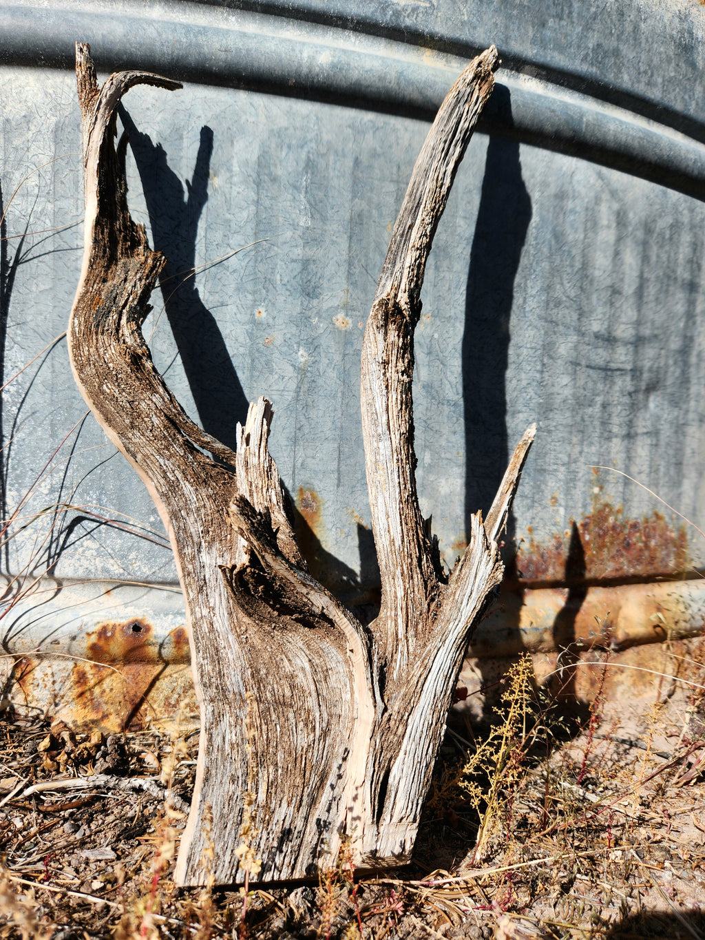 Raw, Sun-bleached Cedar for Crafts and Decor