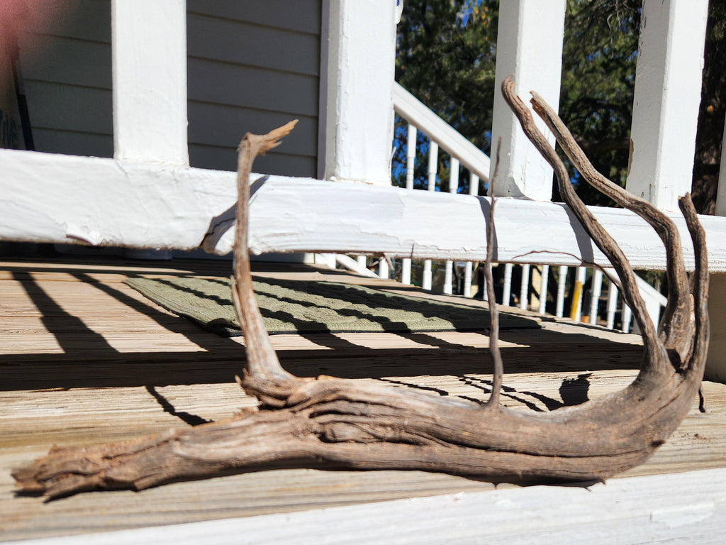 Sun-Bleached Cedar Root For Decor and Crafts