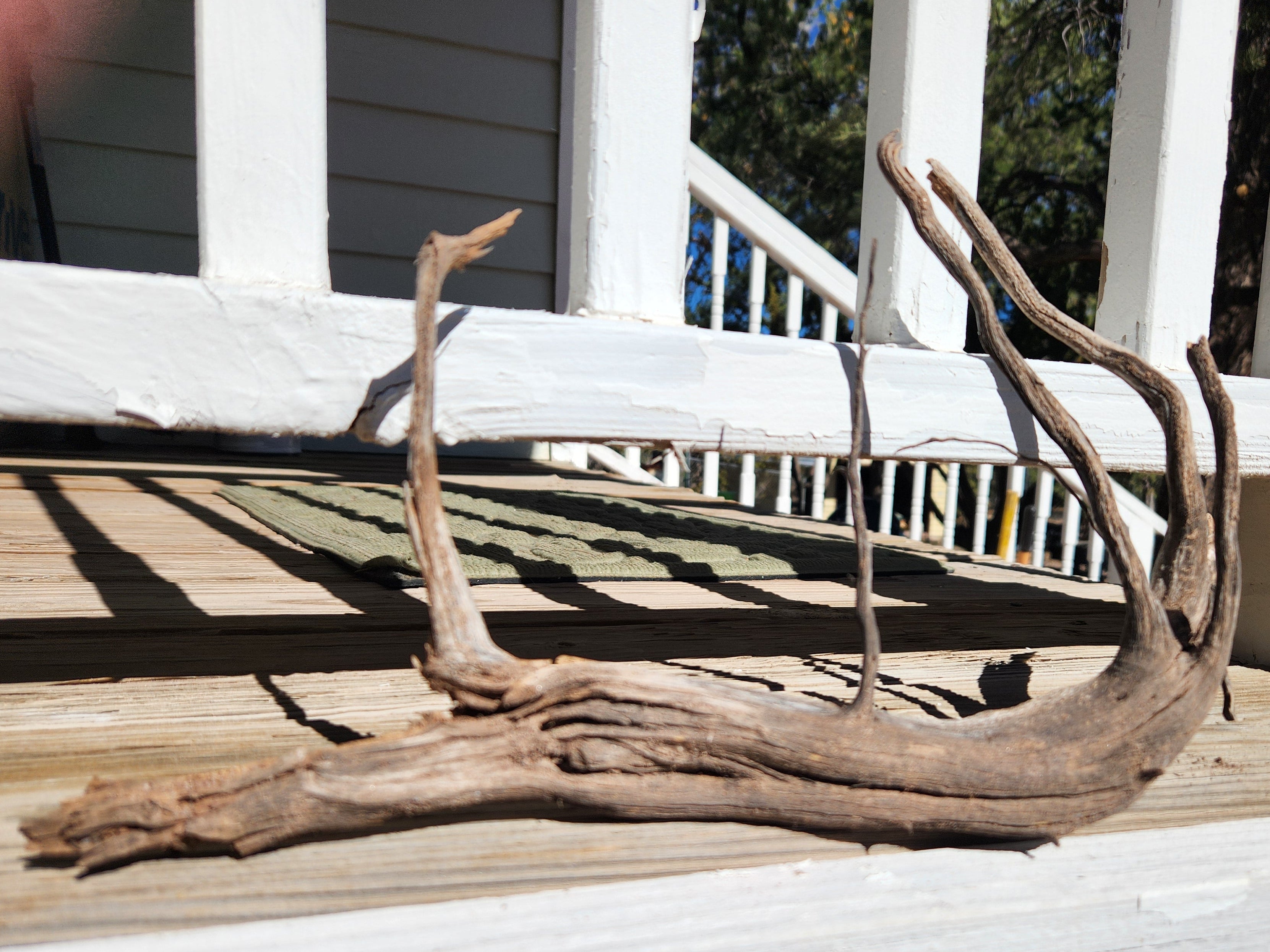 Sun-Bleached Cedar Root For Decor and Crafts