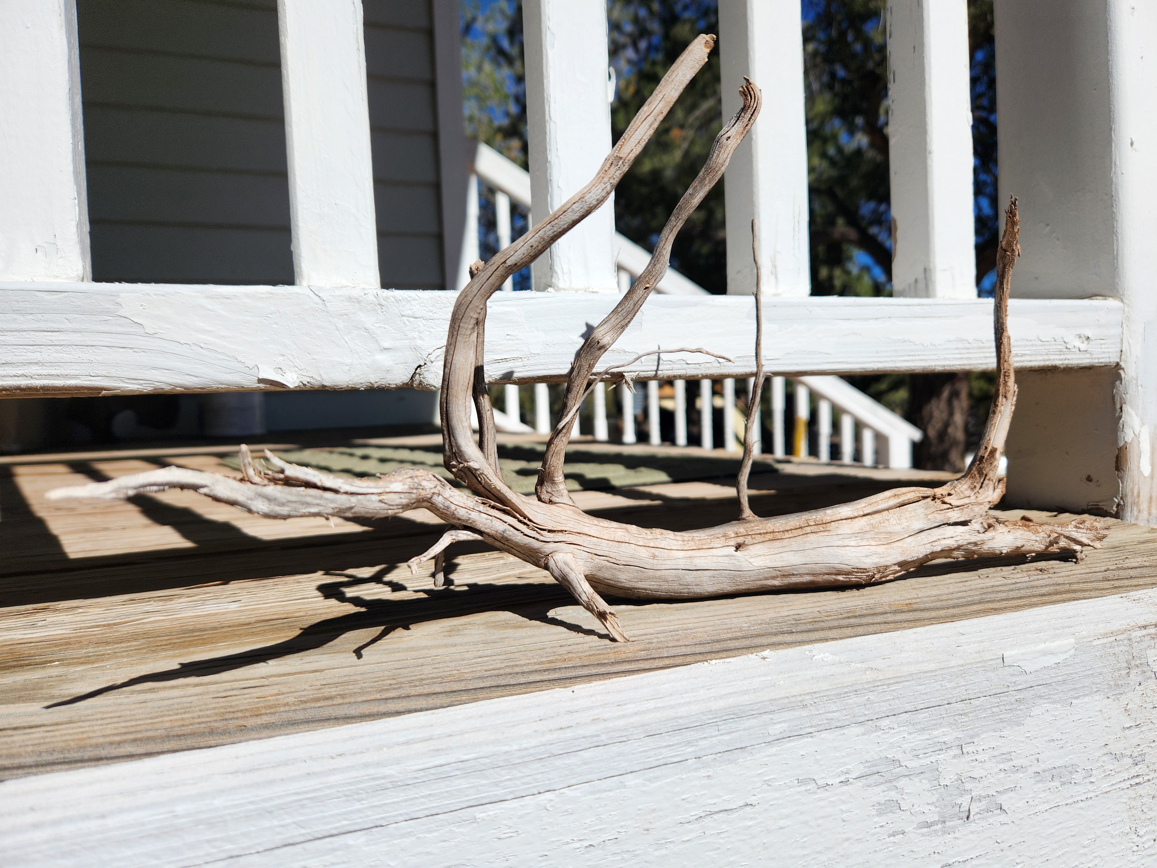 Sun-Bleached Cedar Root For Decor and Crafts