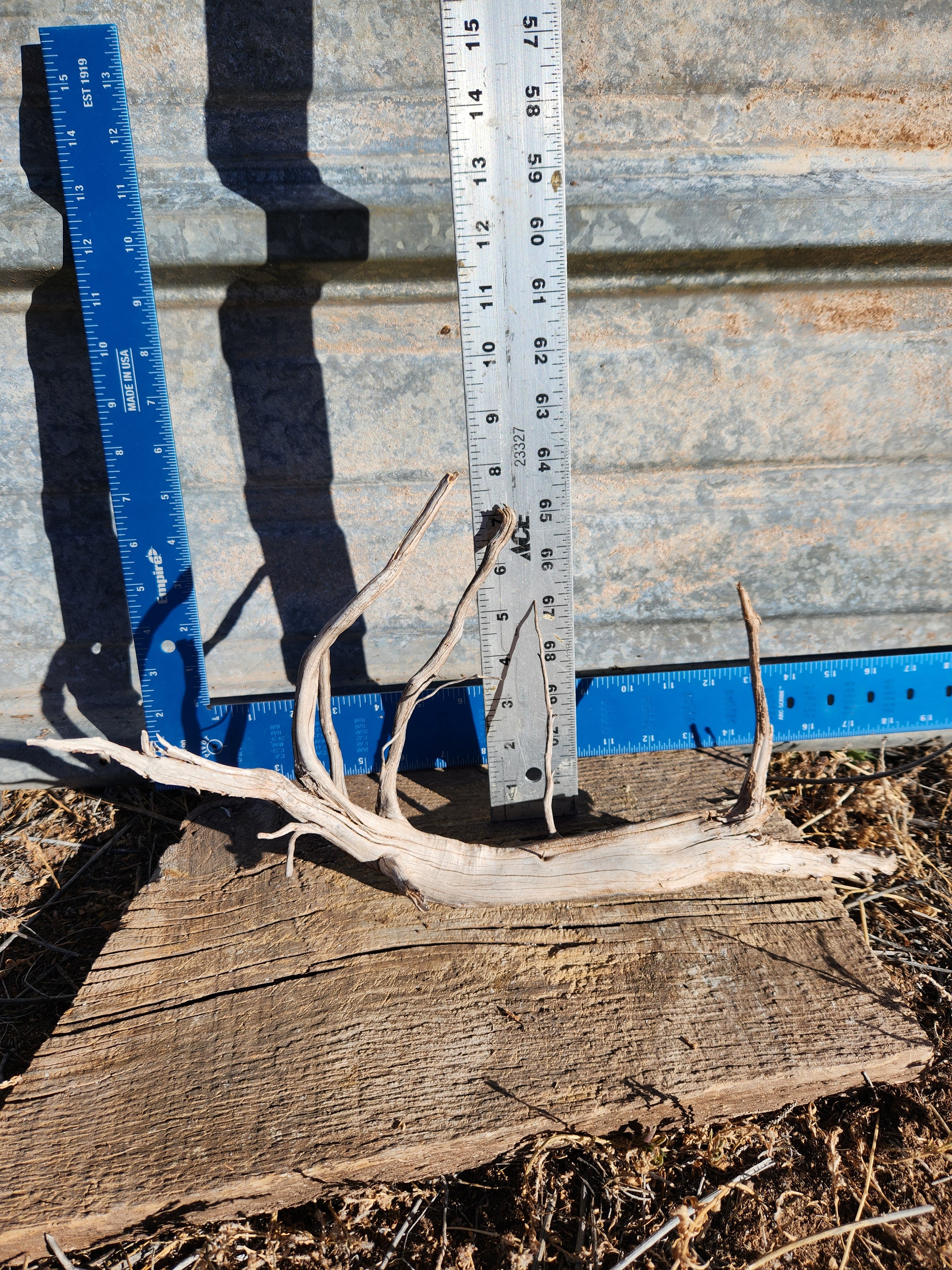 Sun-Bleached Cedar Root For Decor and Crafts
