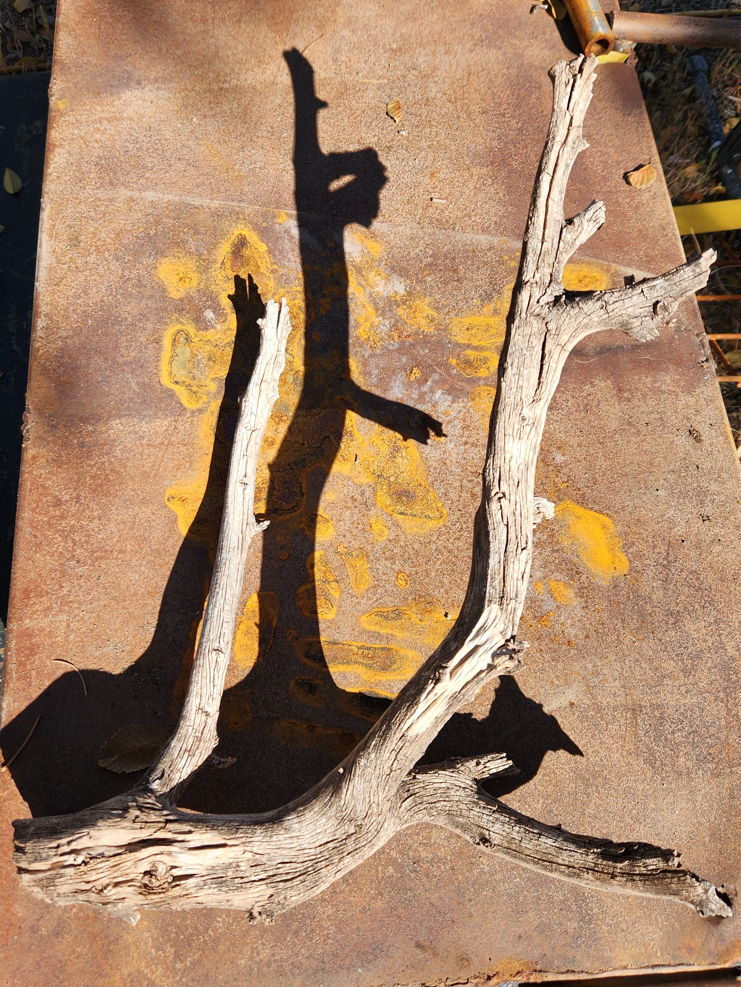 Natural Branch for Crafts, Habitats and Decor