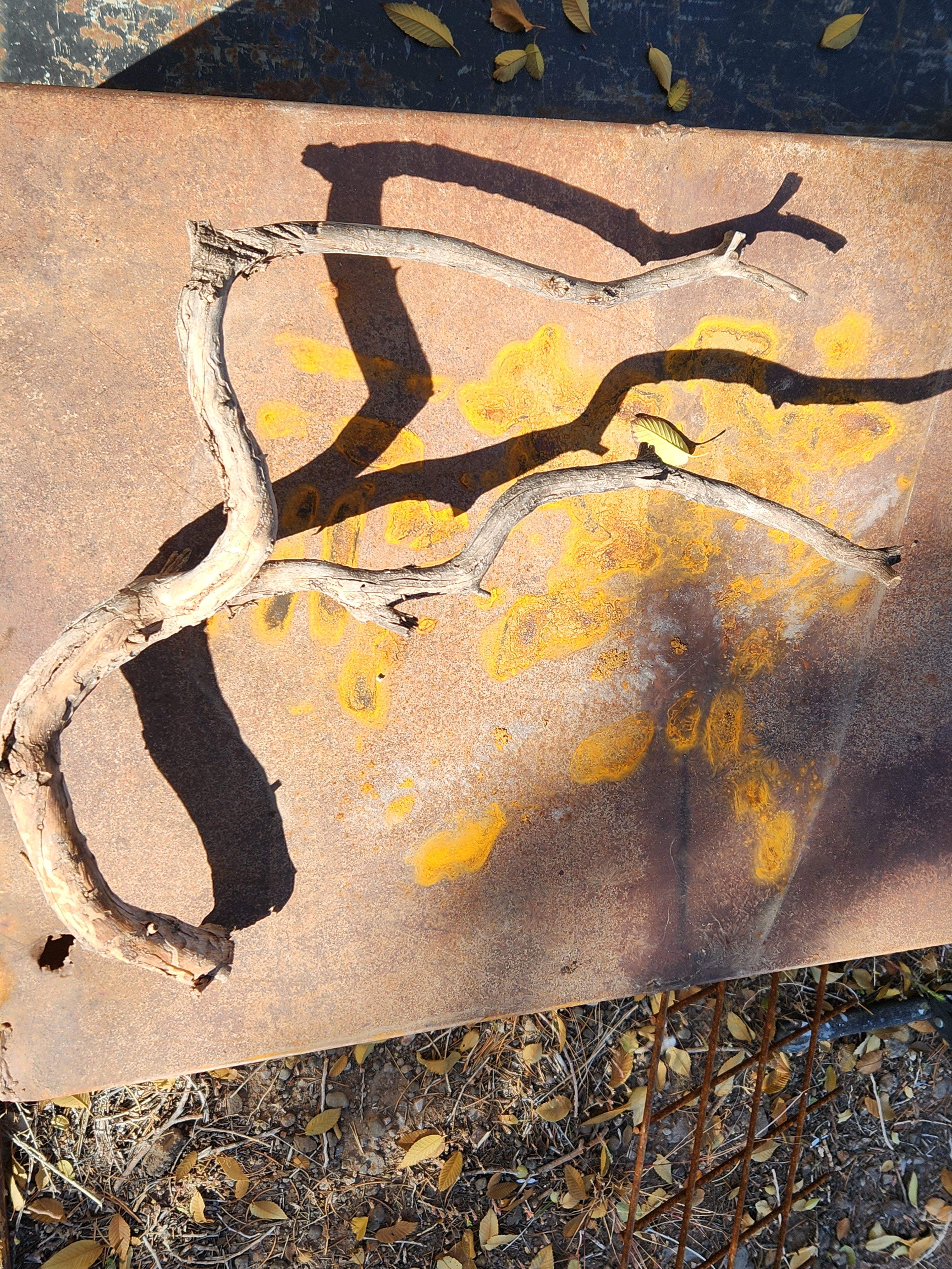 Raw, Naturally Weathered, Aged Pinon Branch For Crafts and Decor