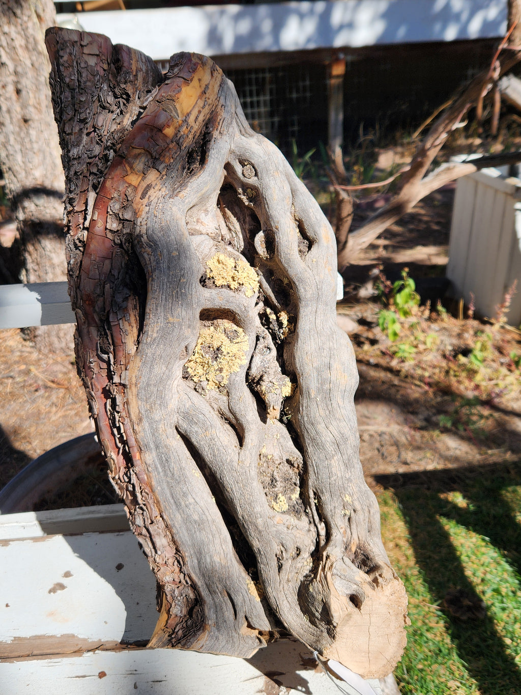 Raw, Aged Alligator Juniper Chunk with Bark and Lichen