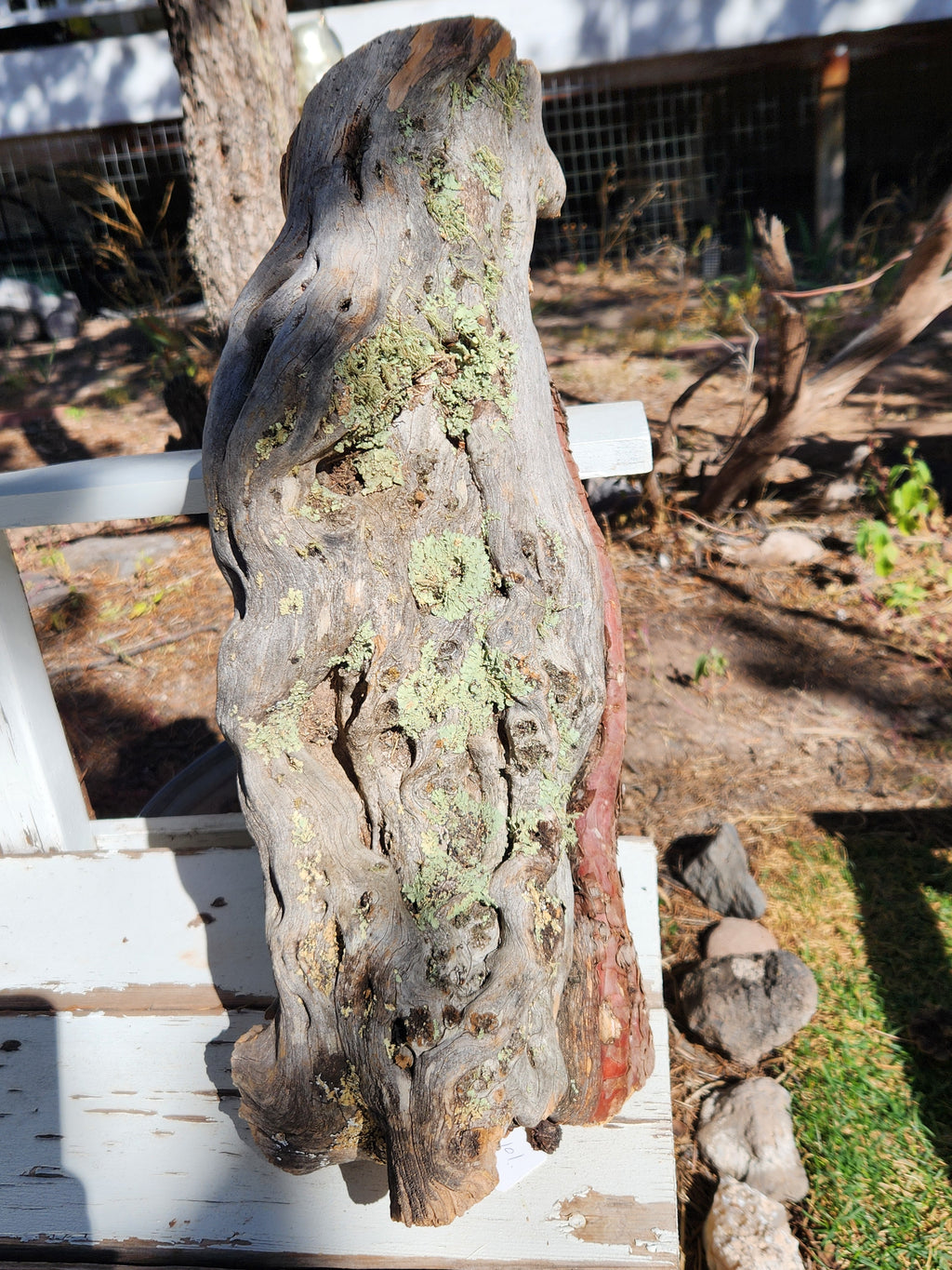 Raw, Aged Alligator Juniper Chunk with Bark and Lichen