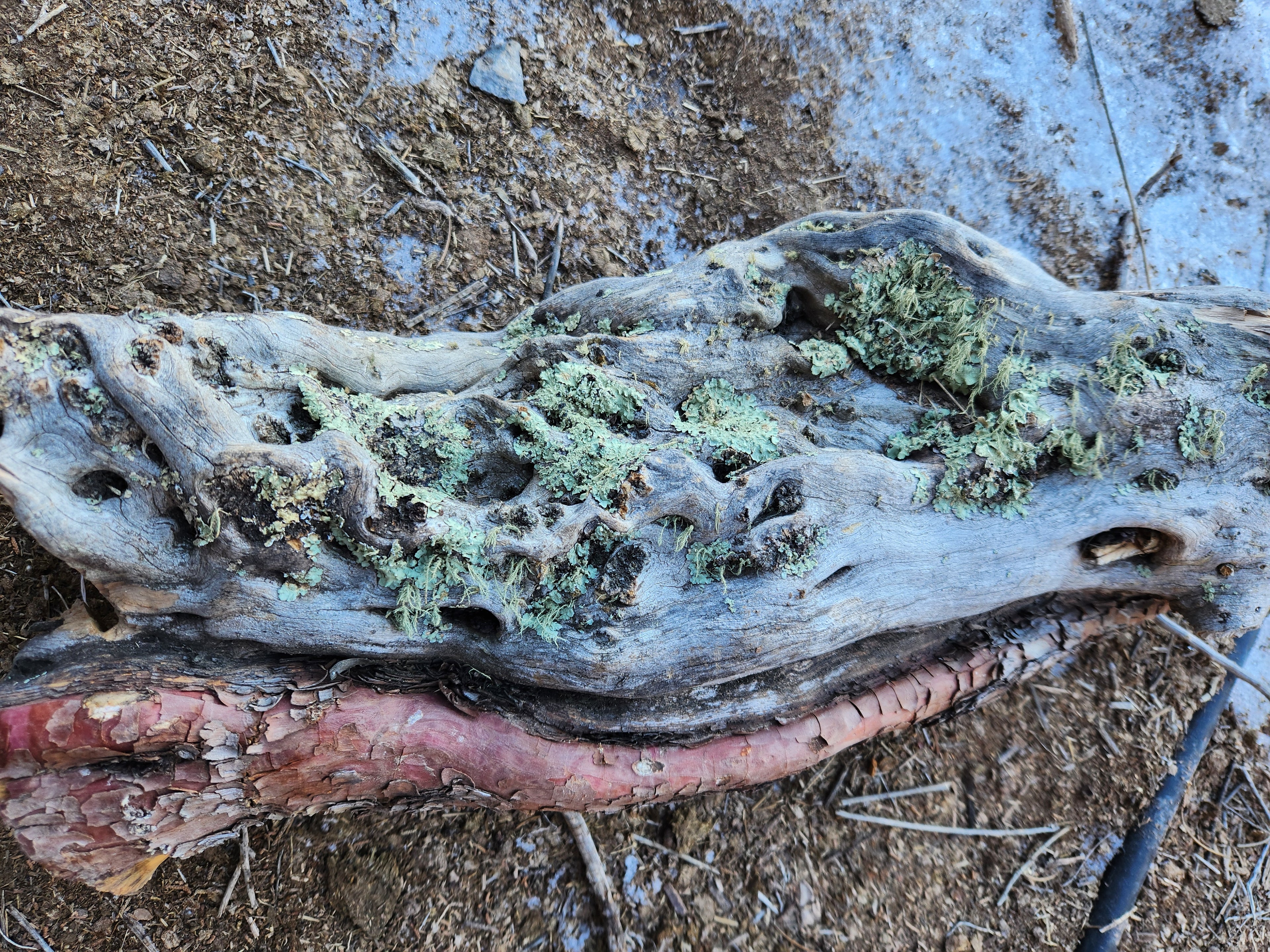 Raw, Aged Alligator Juniper Chunk with Bark and Lichen