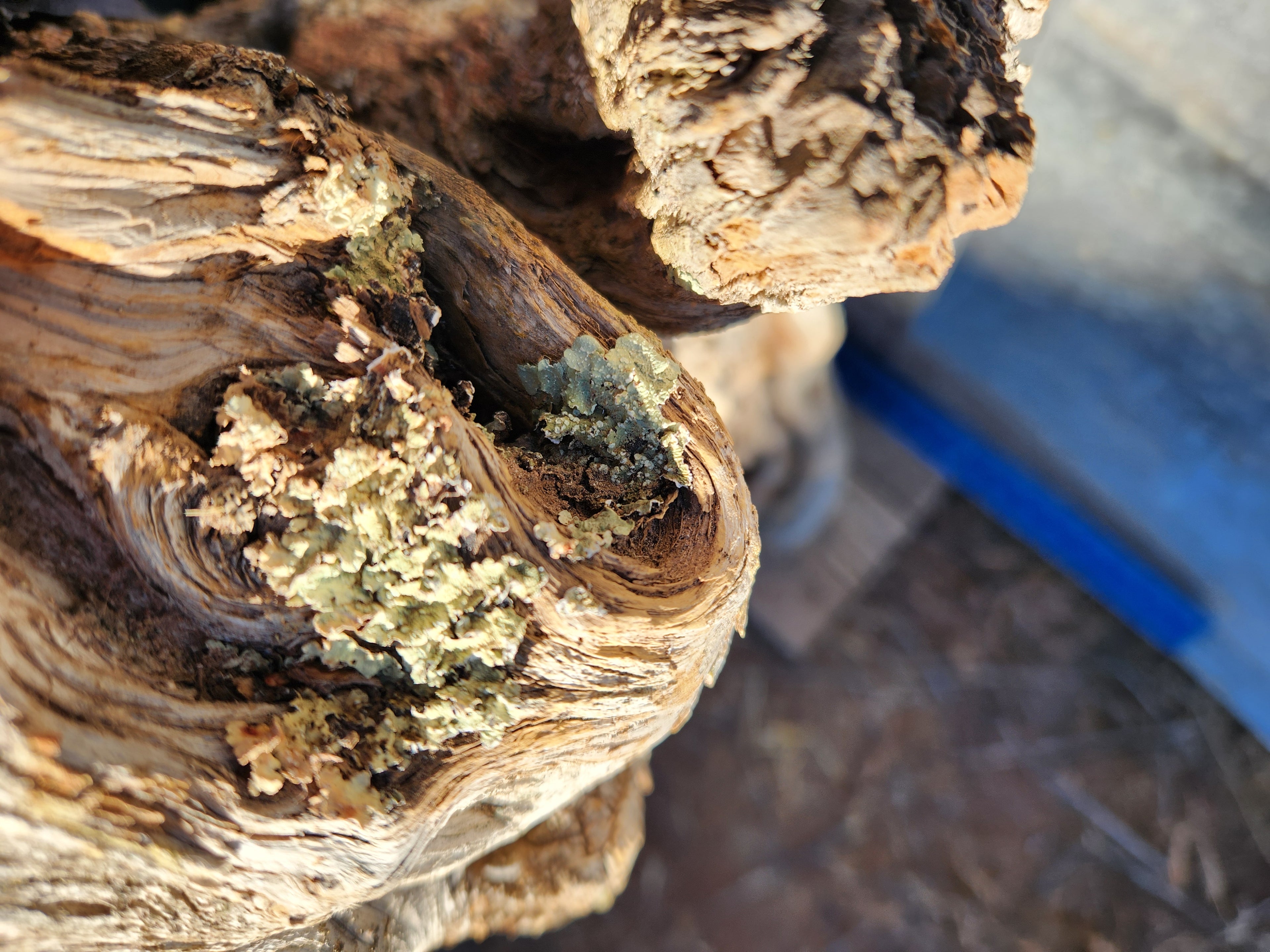 Raw, Aged Alligator Juniper Chunk with Bark and Lichen
