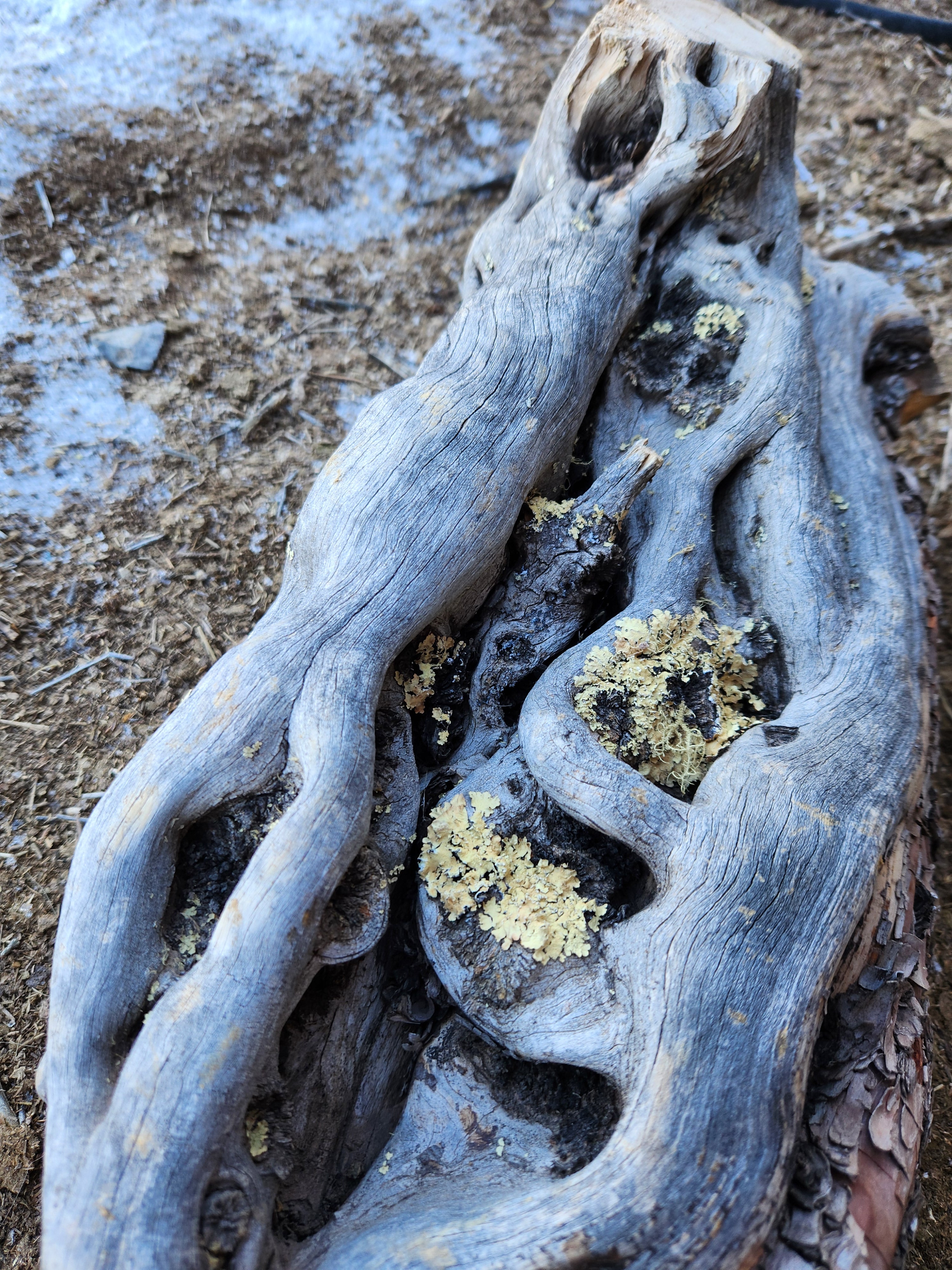 Raw, Aged Alligator Juniper Chunk with Bark and Lichen