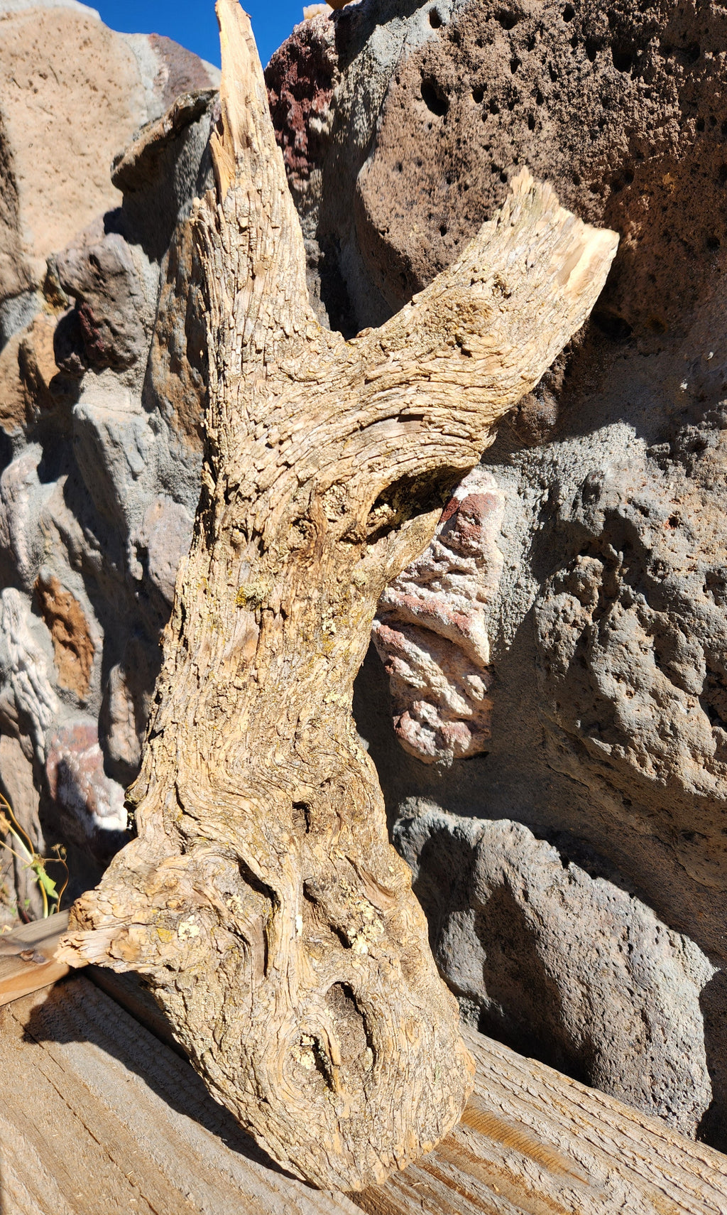Raw Alligator Juniper Chunk with Living Lichens