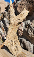 Raw Alligator Juniper Chunk with Living Lichens