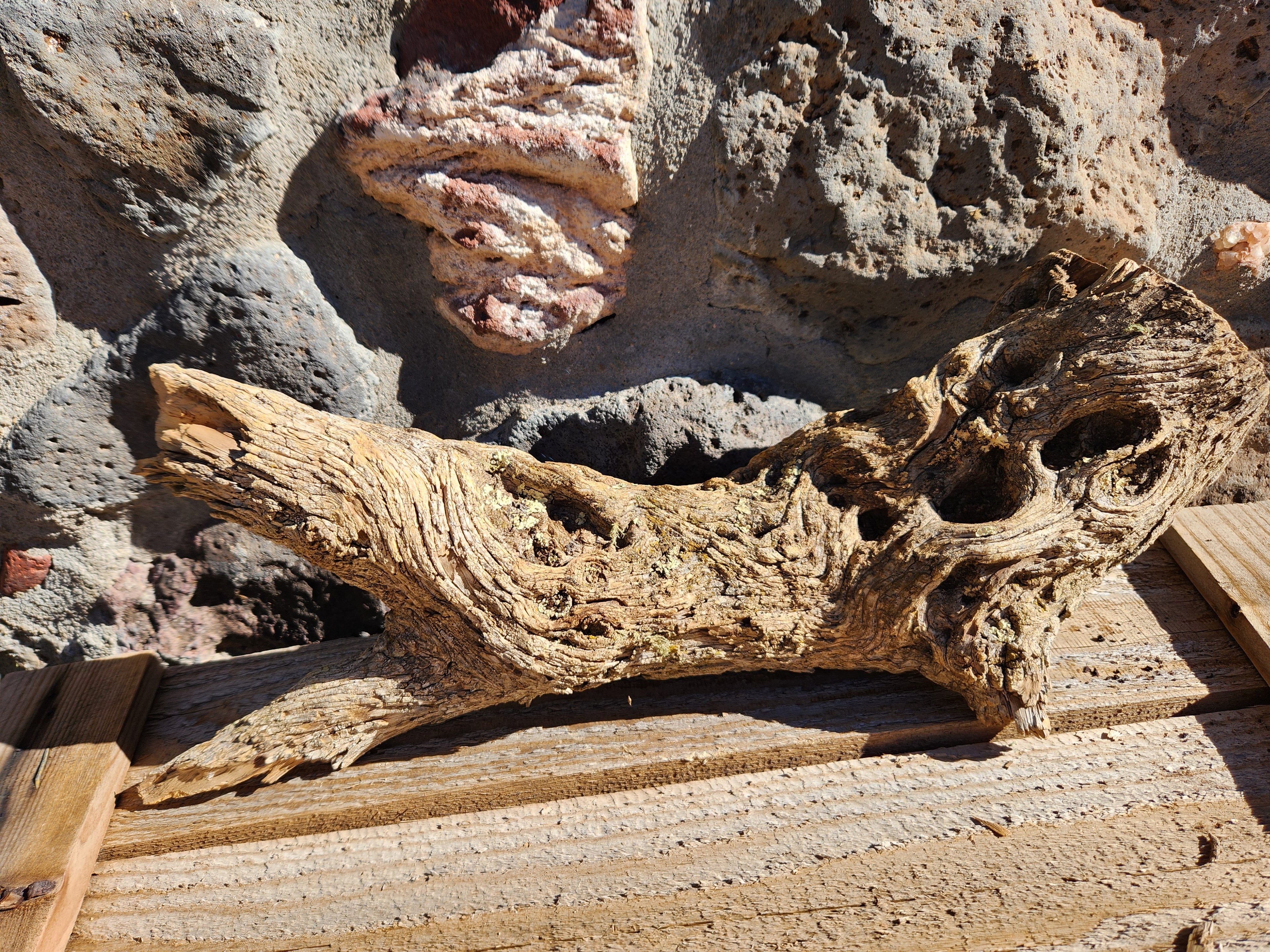 Raw Alligator Juniper Chunk with Living Lichens