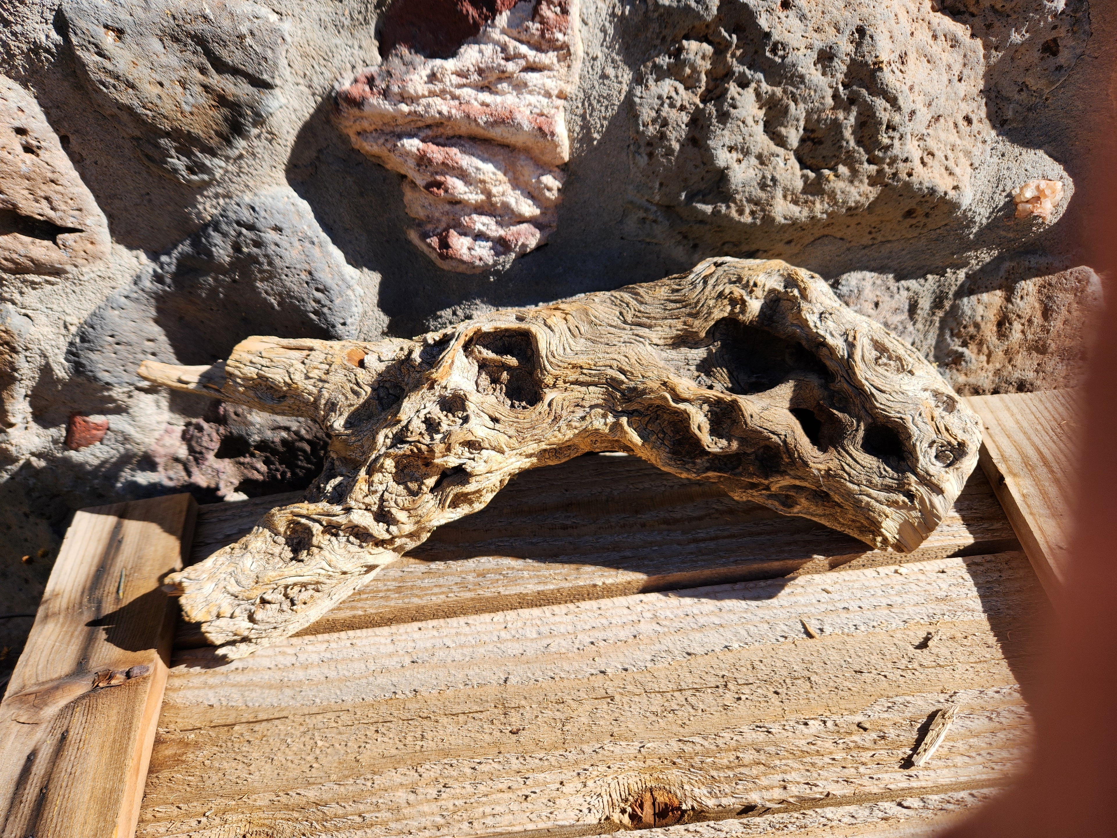 Raw Alligator Juniper Chunk with Living Lichens