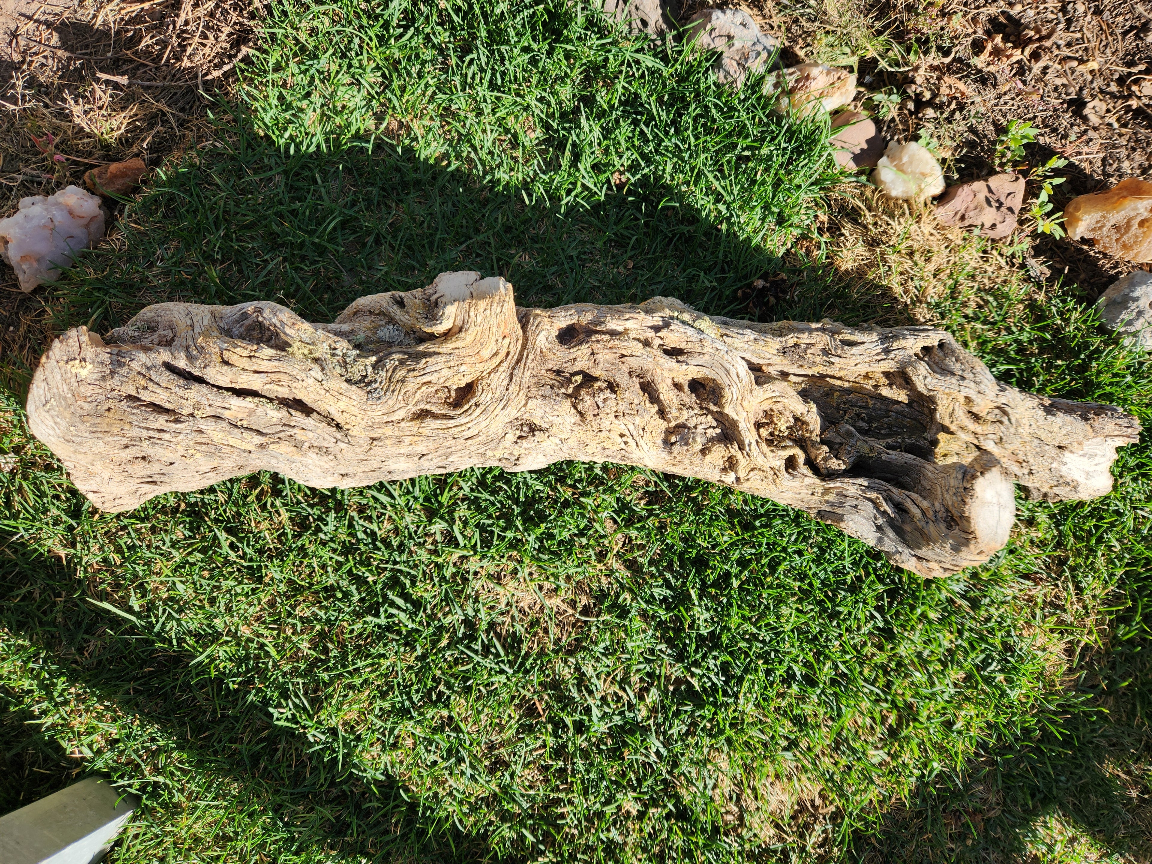 Alligator Juniper Chunk