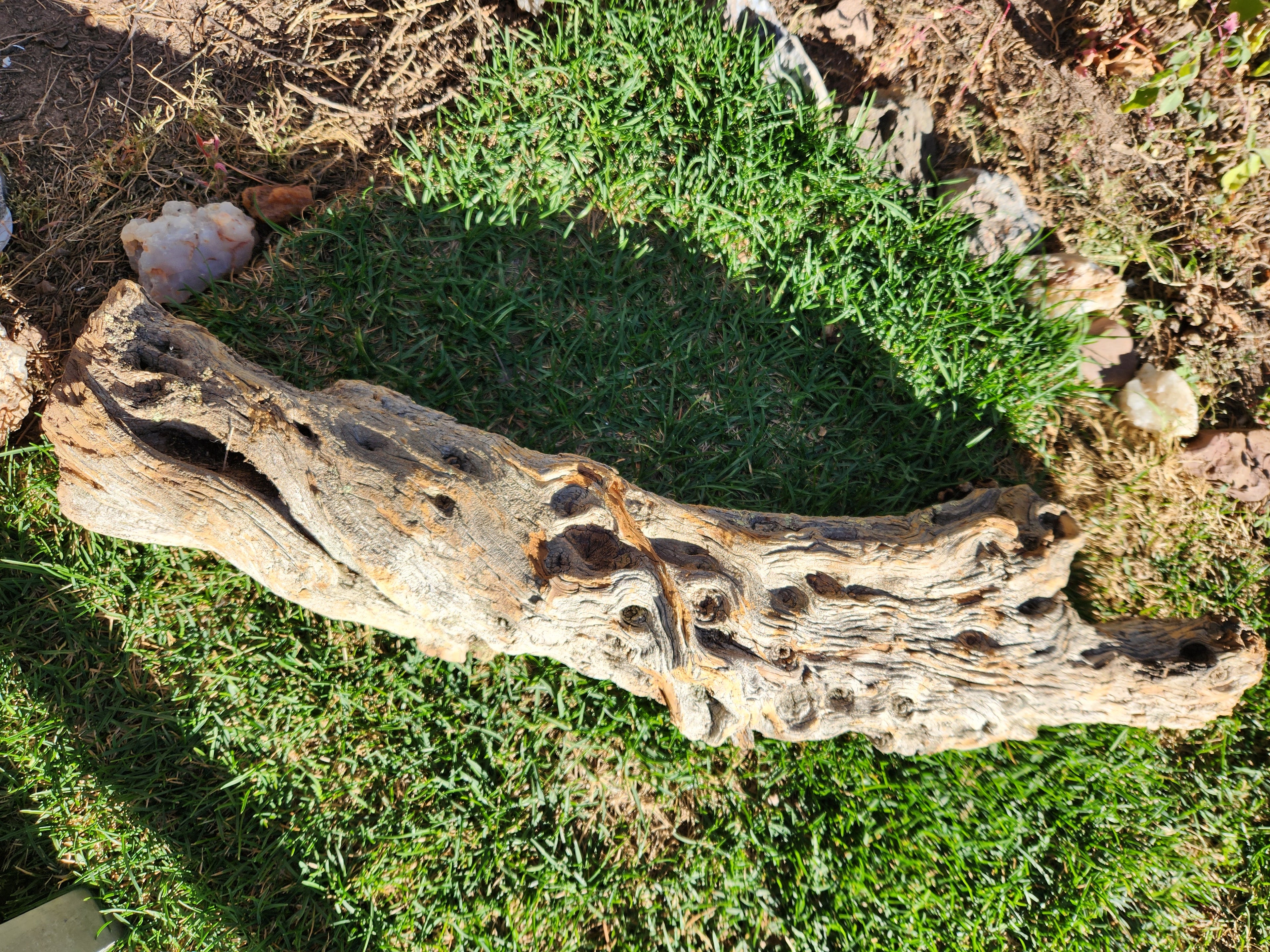 Alligator Juniper Chunk
