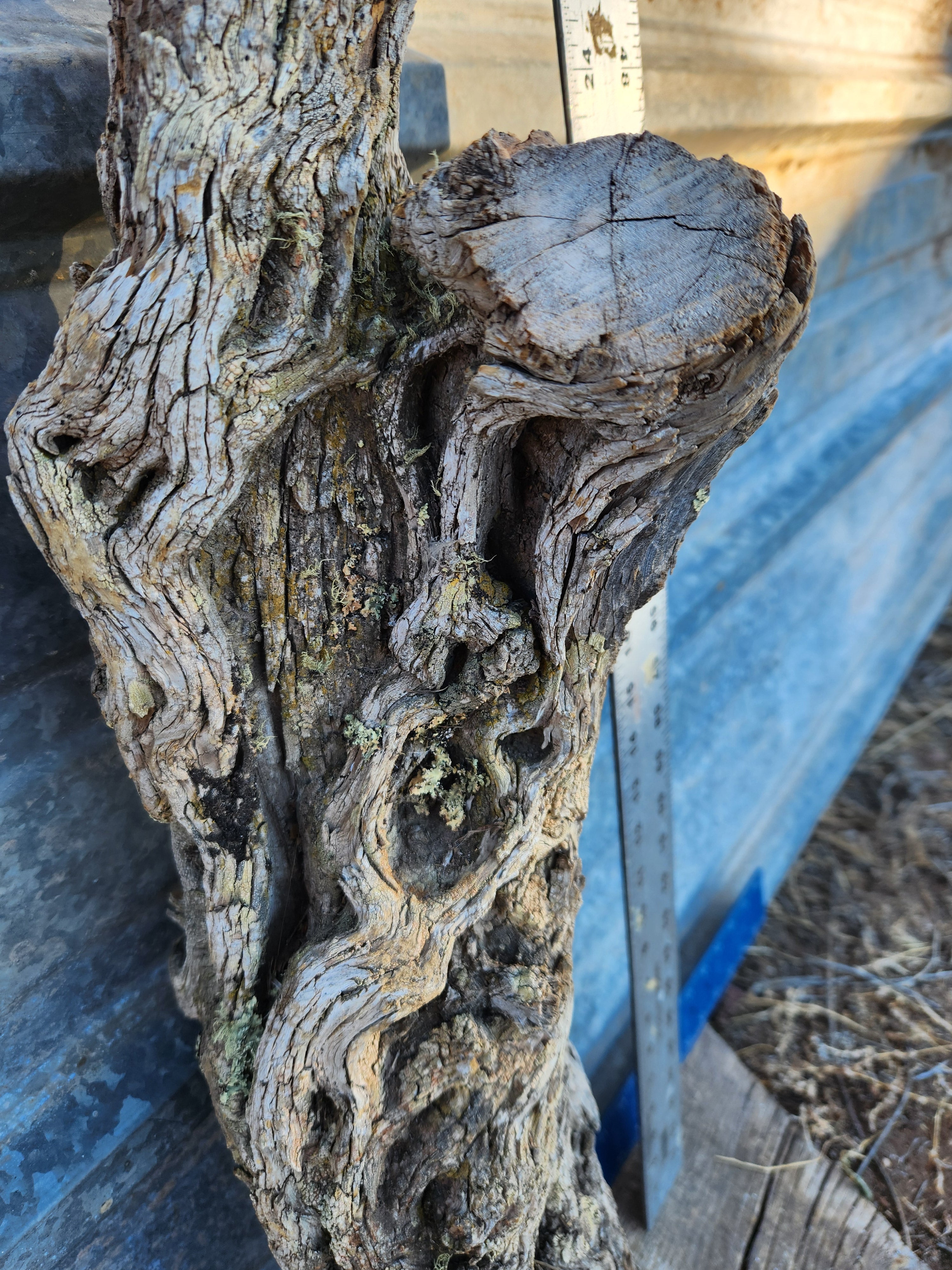 Alligator Juniper Chunk