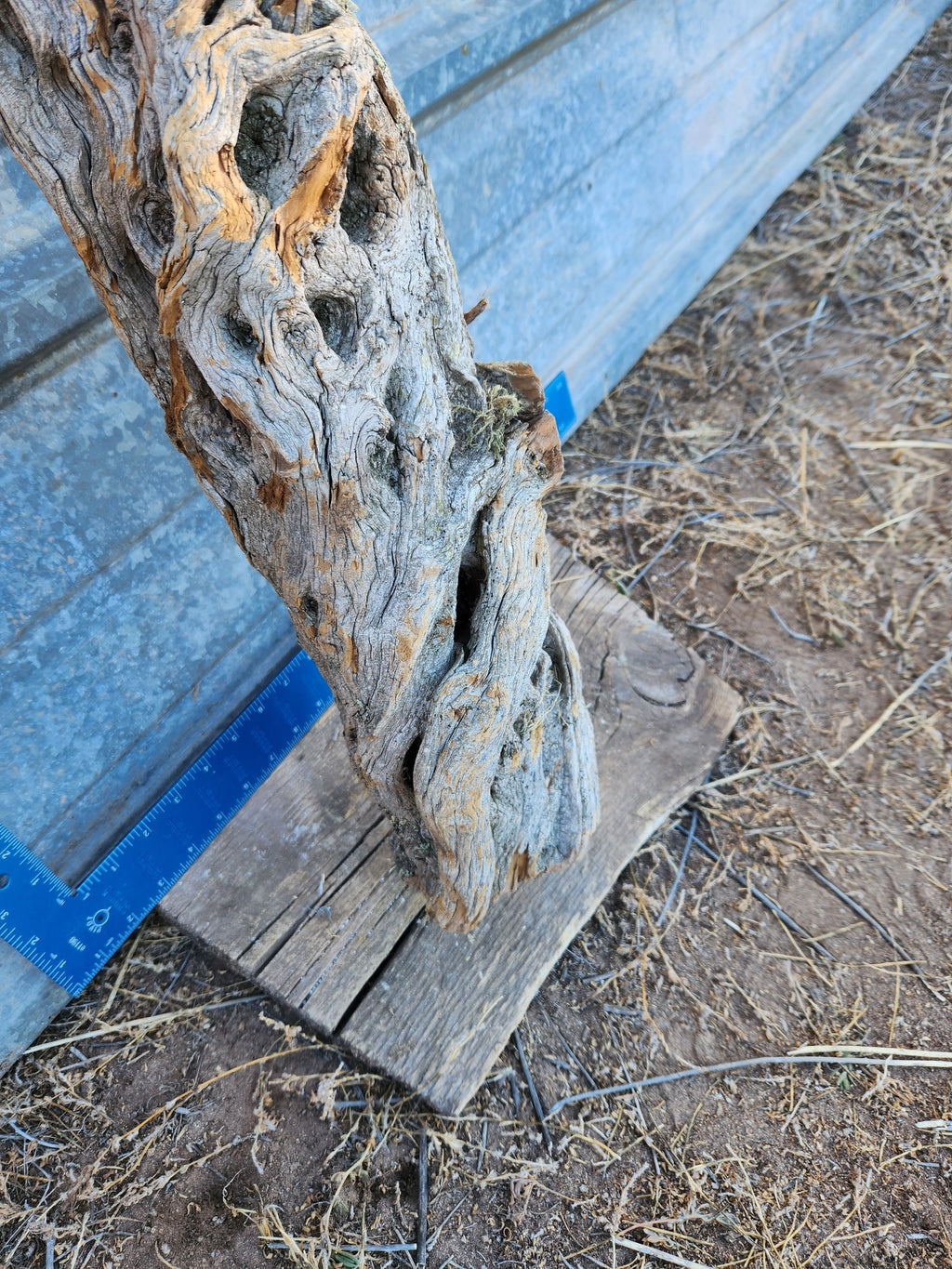 Alligator Juniper Chunk
