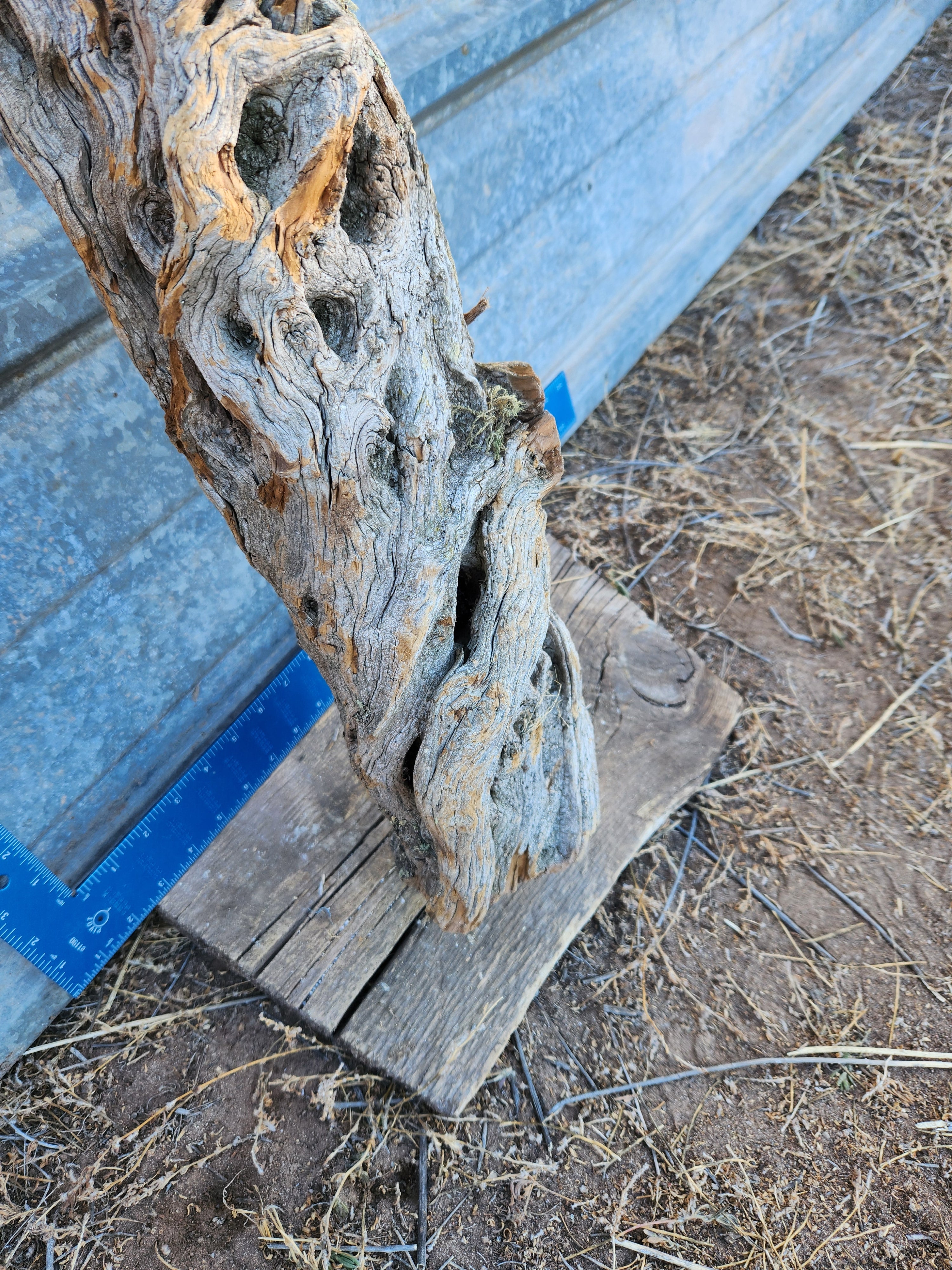 Alligator Juniper Chunk