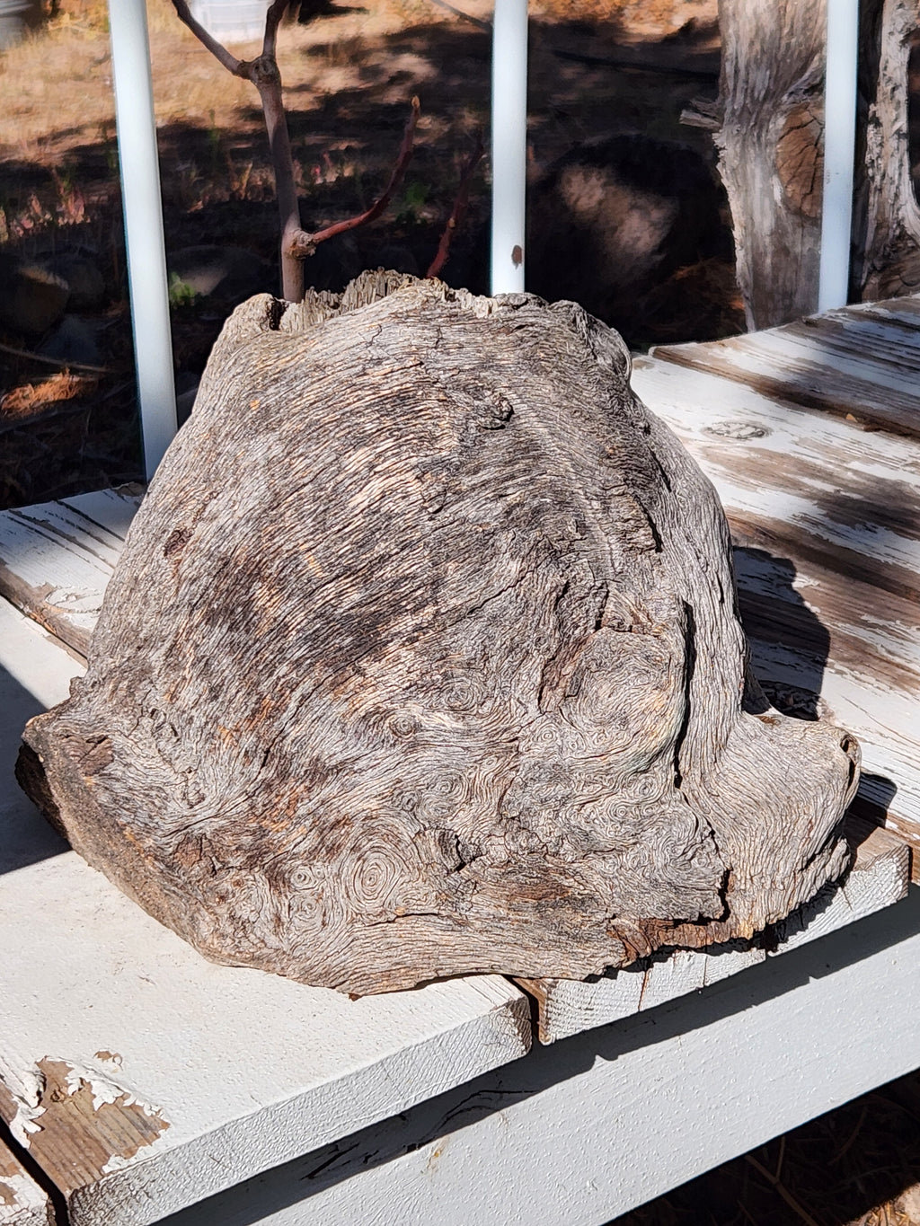 Raw, Aged Oak Knot with Burl for Crafts and Decor