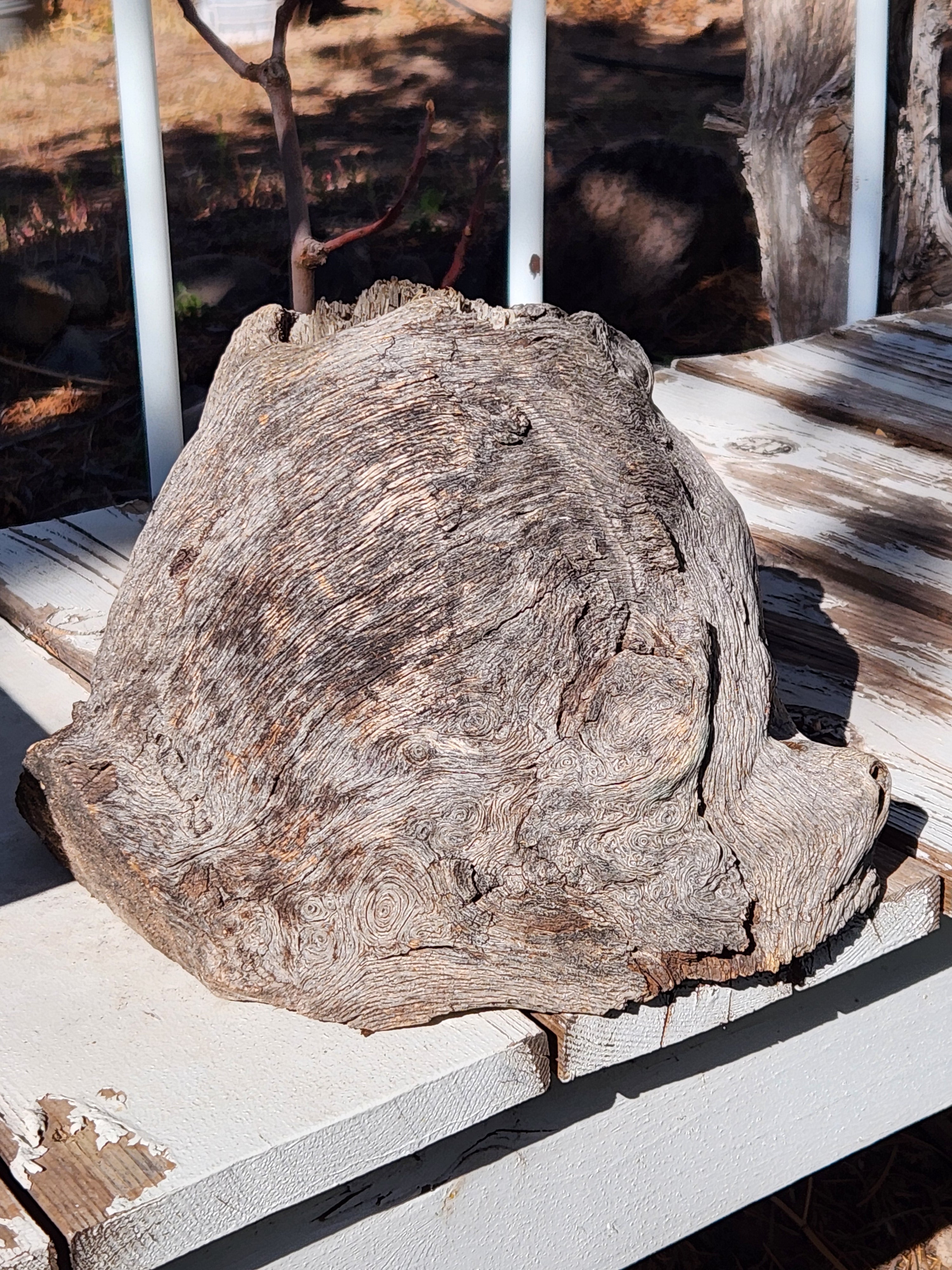 Raw, Aged Oak Knot with Burl for Crafts and Decor