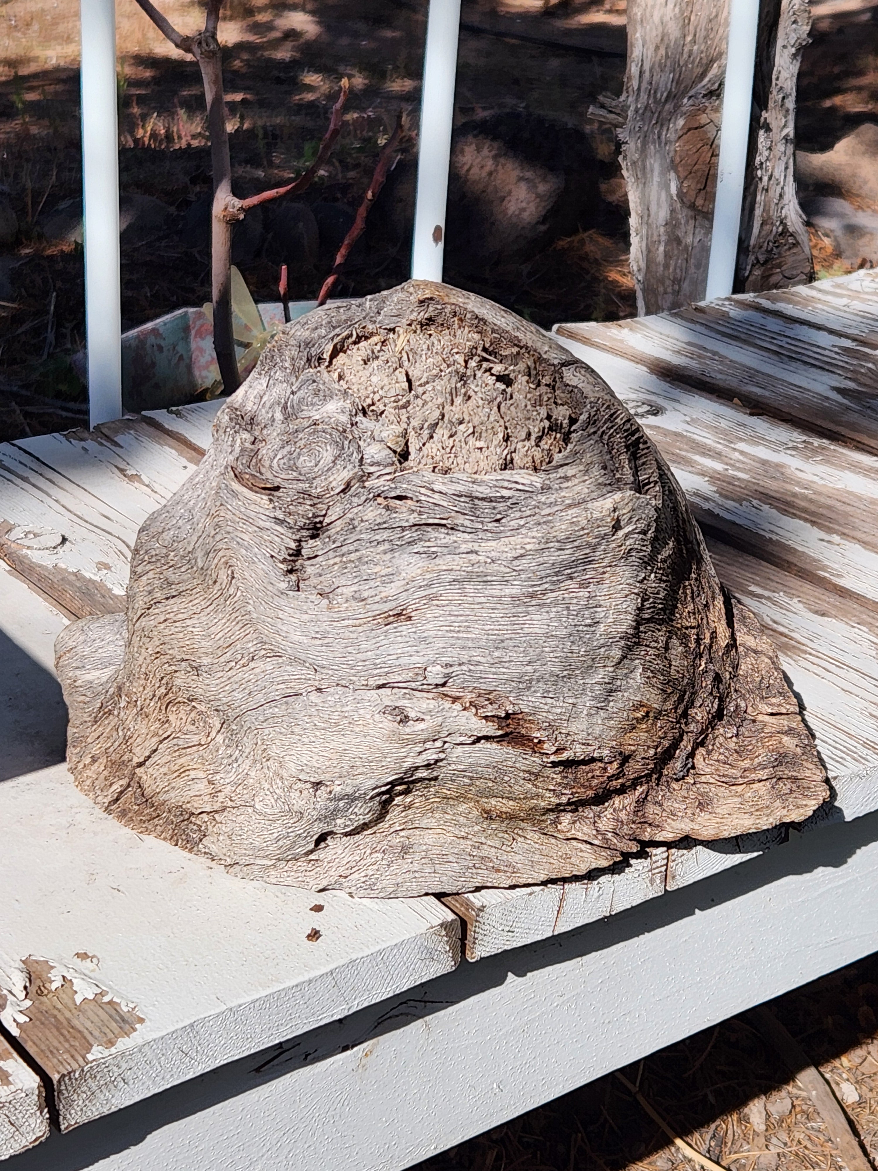 Raw, Aged Oak Knot with Burl for Crafts and Decor