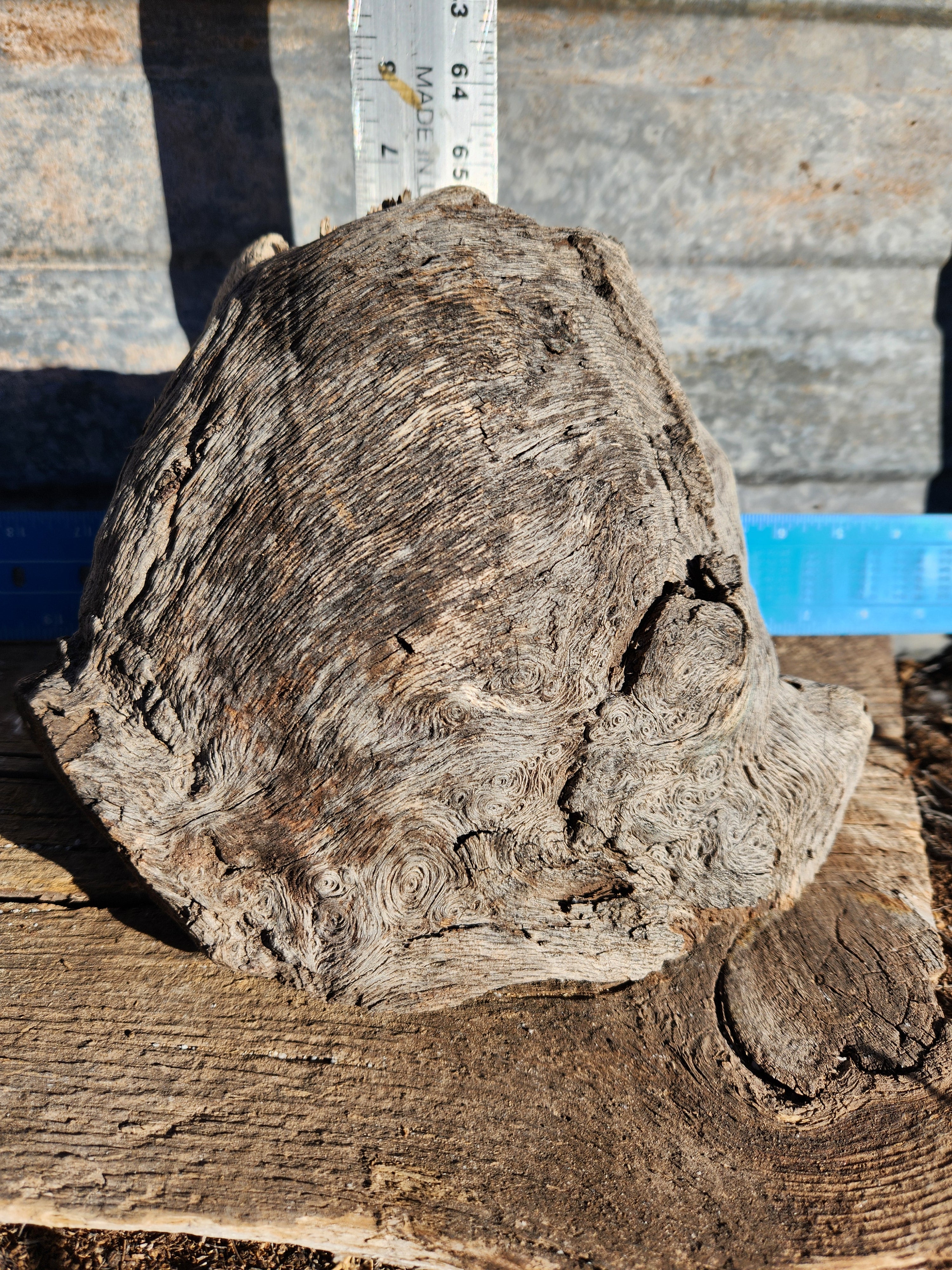 Raw, Aged Oak Knot with Burl for Crafts and Decor