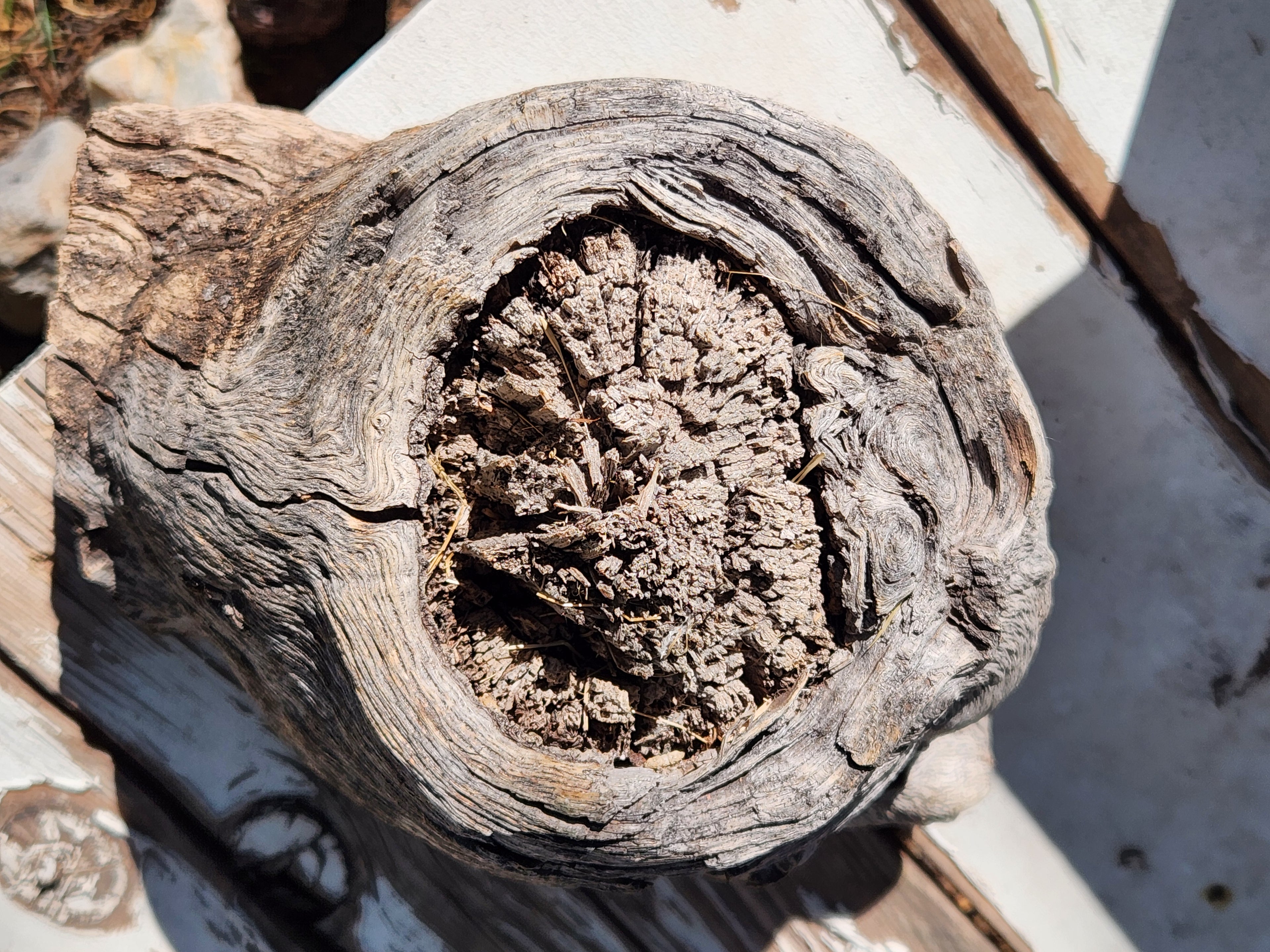 Raw, Aged Oak Knot with Burl for Crafts and Decor
