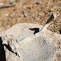Twisted Juniper Stick for Decor and Crafts